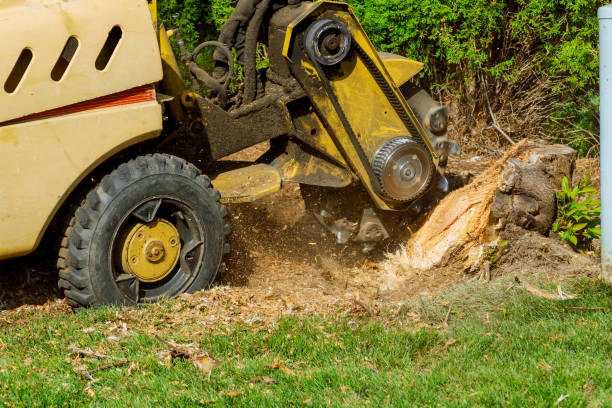 Residential Tree Removal in West Des Moines, IA